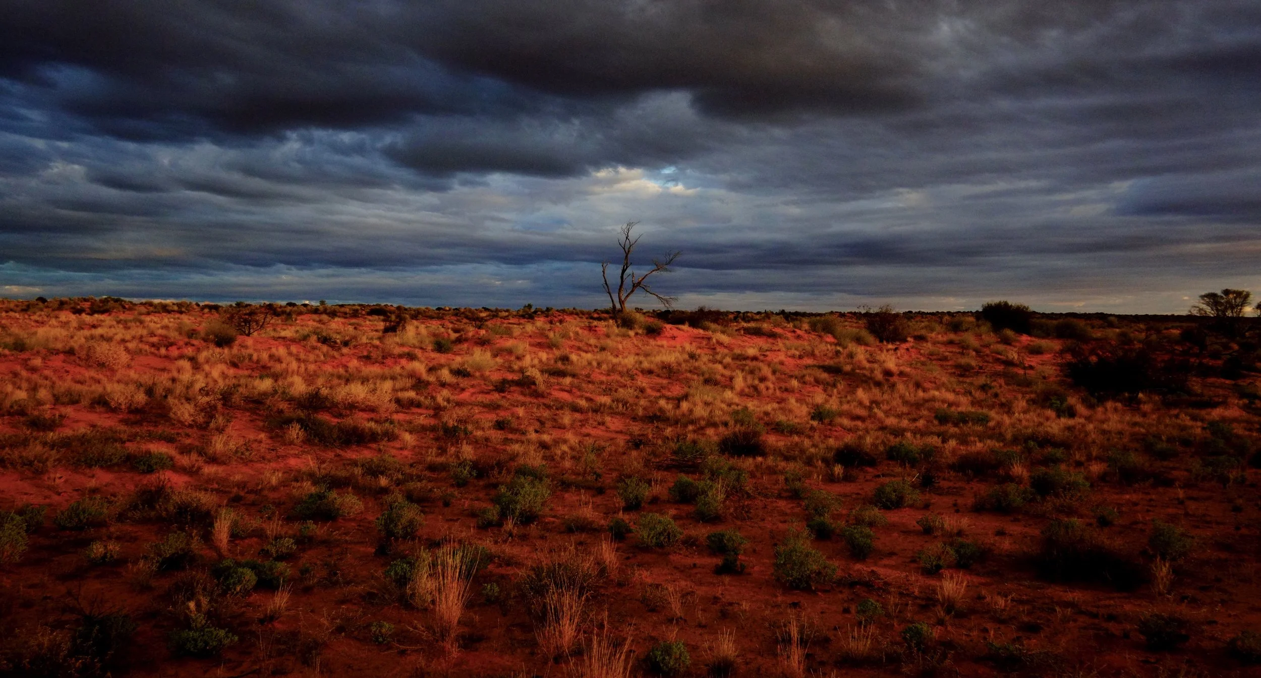 tree and sunset storm.jpg