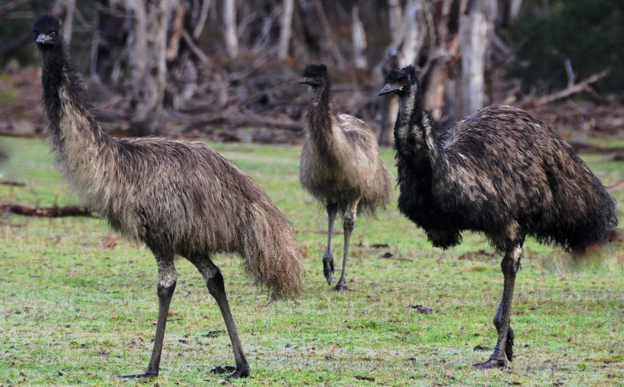 emu.jpg