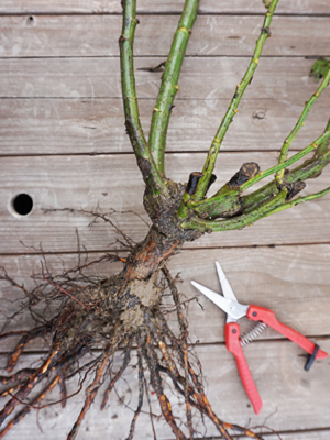 Rootstock.png