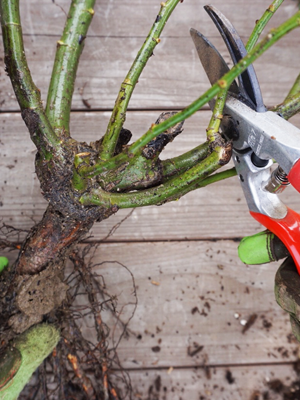 Bare Root.png