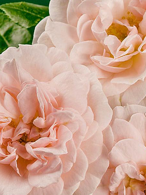 Veranda Cream.png