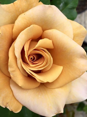 Honey Dijon Rose Bare Root | Weeks | Hybrid Tea | Menagerie Farm