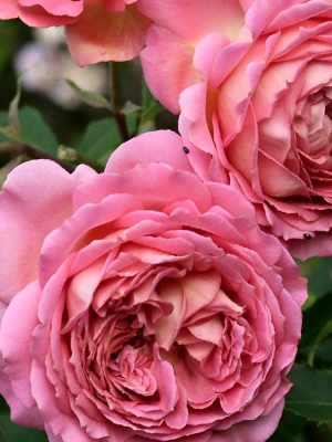Things You Should Know Before You Start Growing Roses