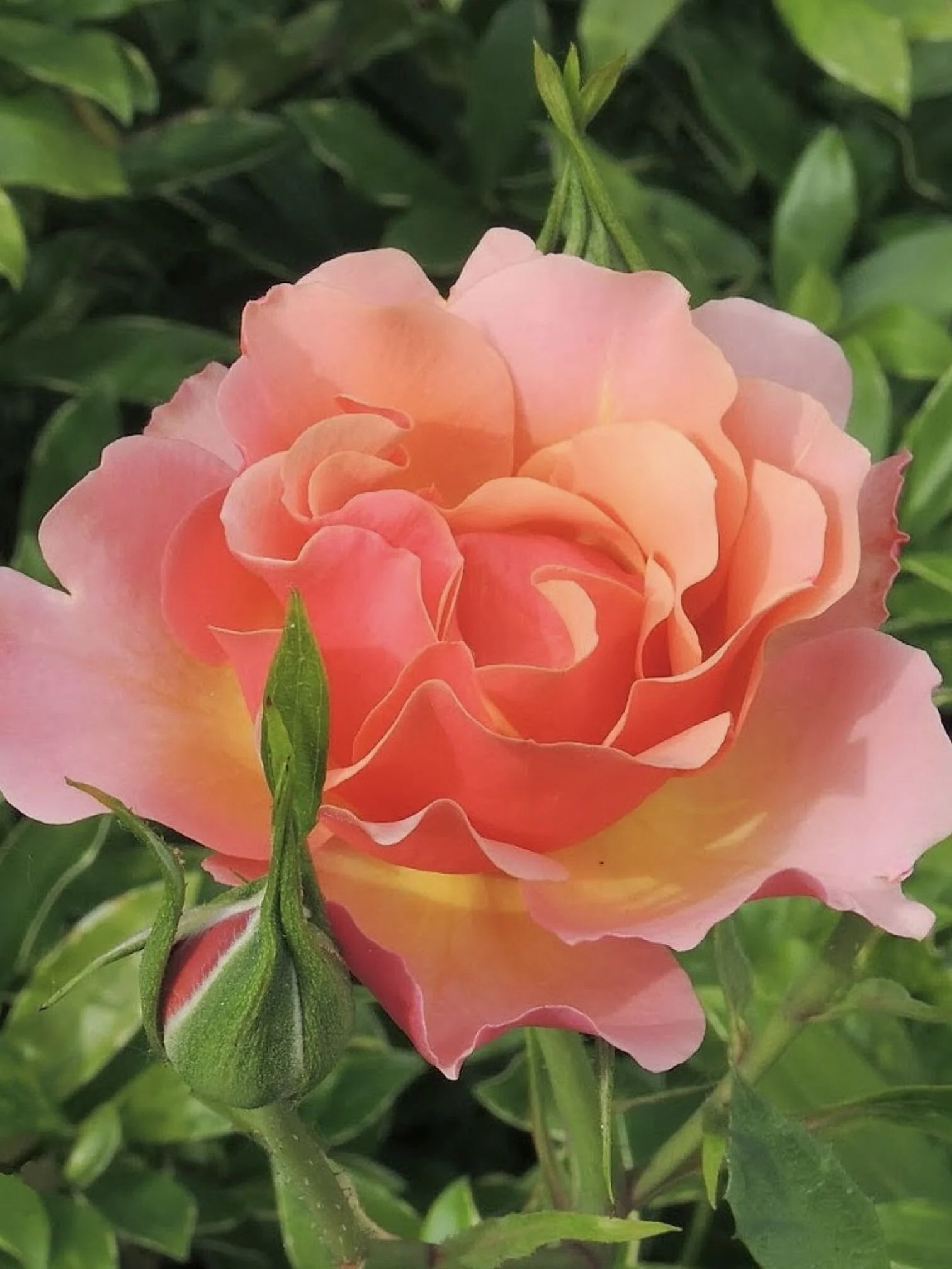 Tequila Supreme Rose Potted Menagerie Farm & Flower