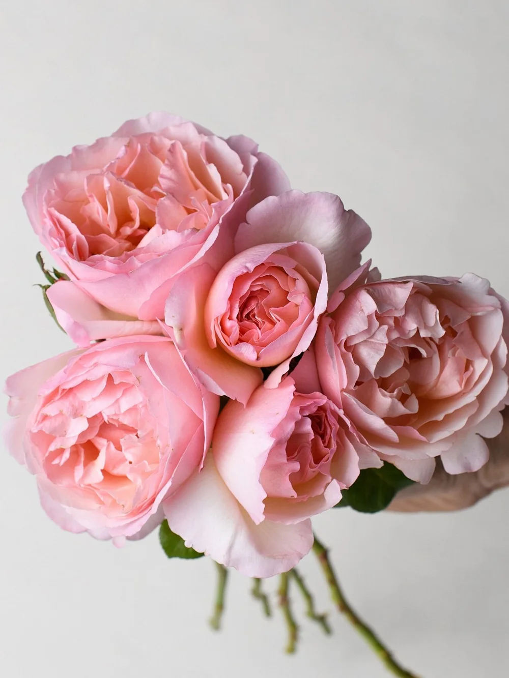 pics Princess Charlene De Monaco Rose For Sale princesse charlene de monaco rose potted menagerie farm flower