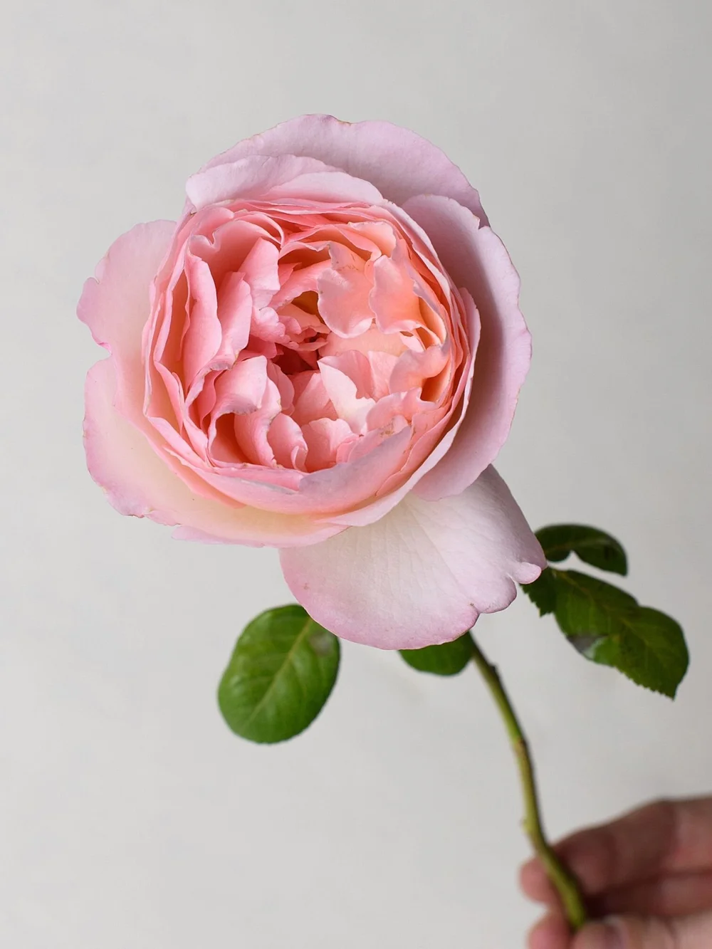 wallpapers Princess Charlene De Monaco Rose For Sale princesse charlene de monaco rose potted menagerie farm flower