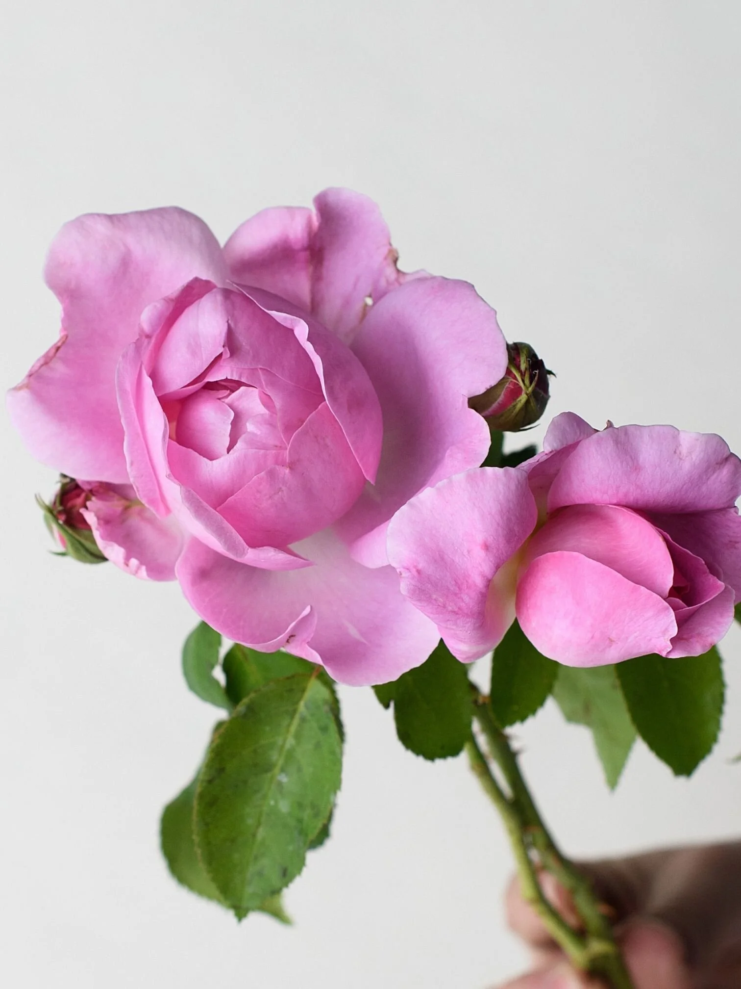 Potted Roses Menagerie Farm & Flower