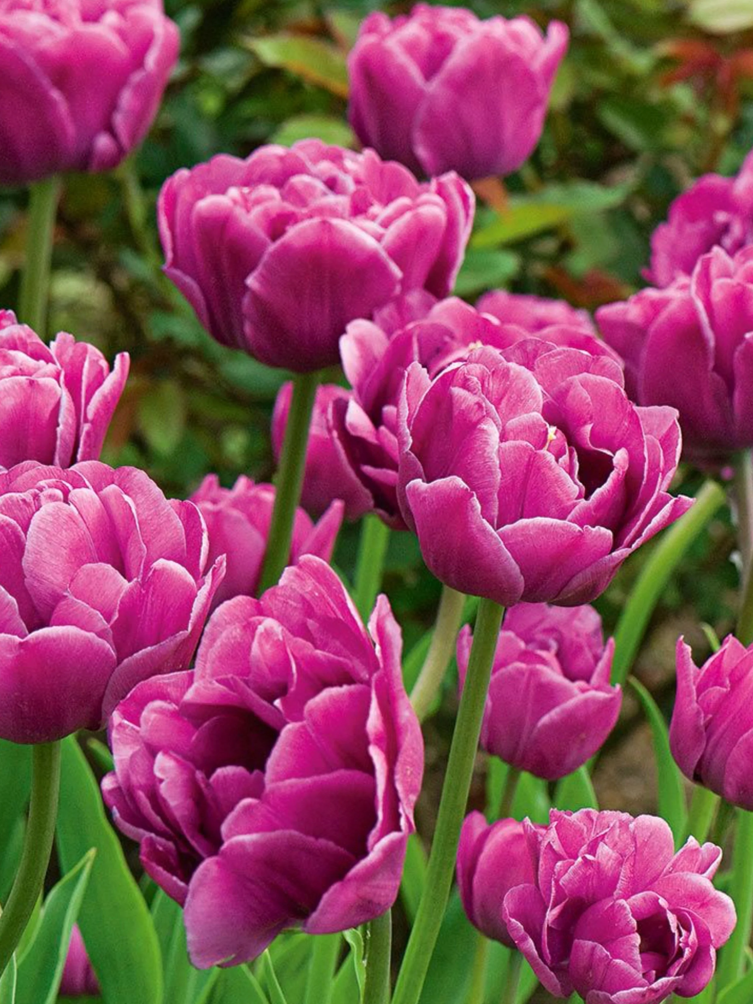 PreChilled Tulip Bulbs Felicia's Grower's Choice Collection Menagerie Farm & Flower