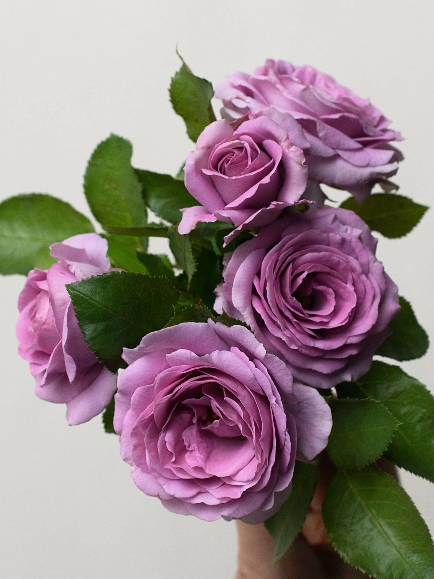 Nicole Carol Miller Rose Bare Root | Menagerie Farm \u0026 Flower