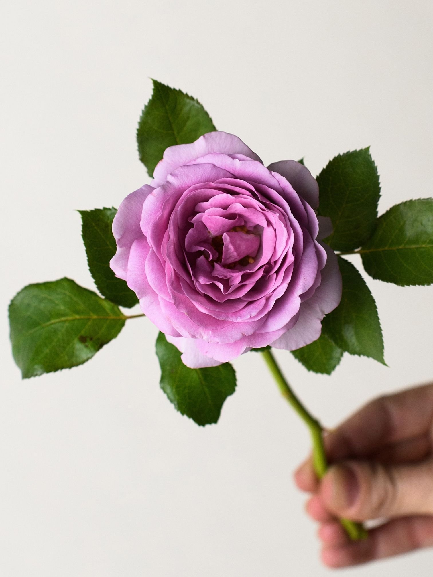 Nicole Carol Miller Rose Bare Root | Menagerie Farm \u0026 Flower