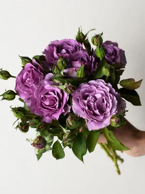 Love Song Rose Bare Root Menagerie Farm Flower Menagerie Farm Flower