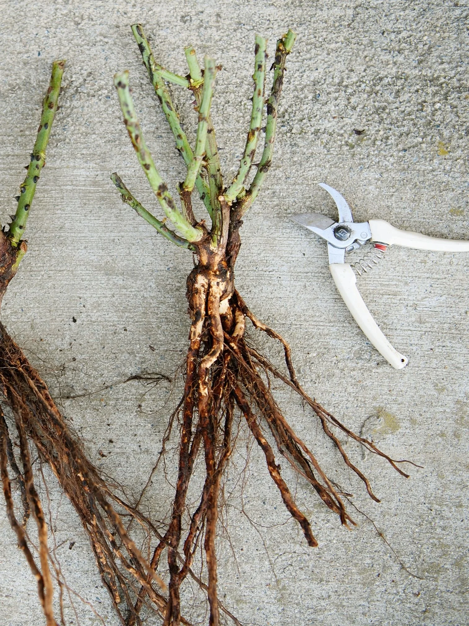 State of Grace Rose Bare Root 2020 New Release Weeks Roses