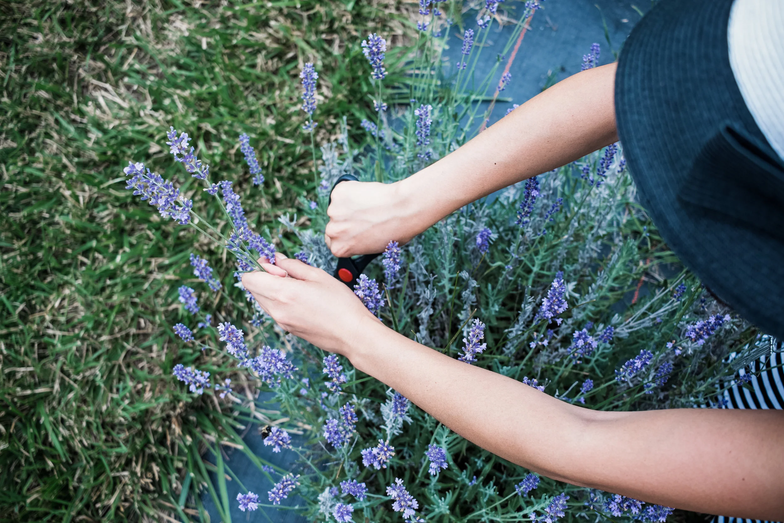 IMG_8417_LavenderFarm_THORSON_028.jpg