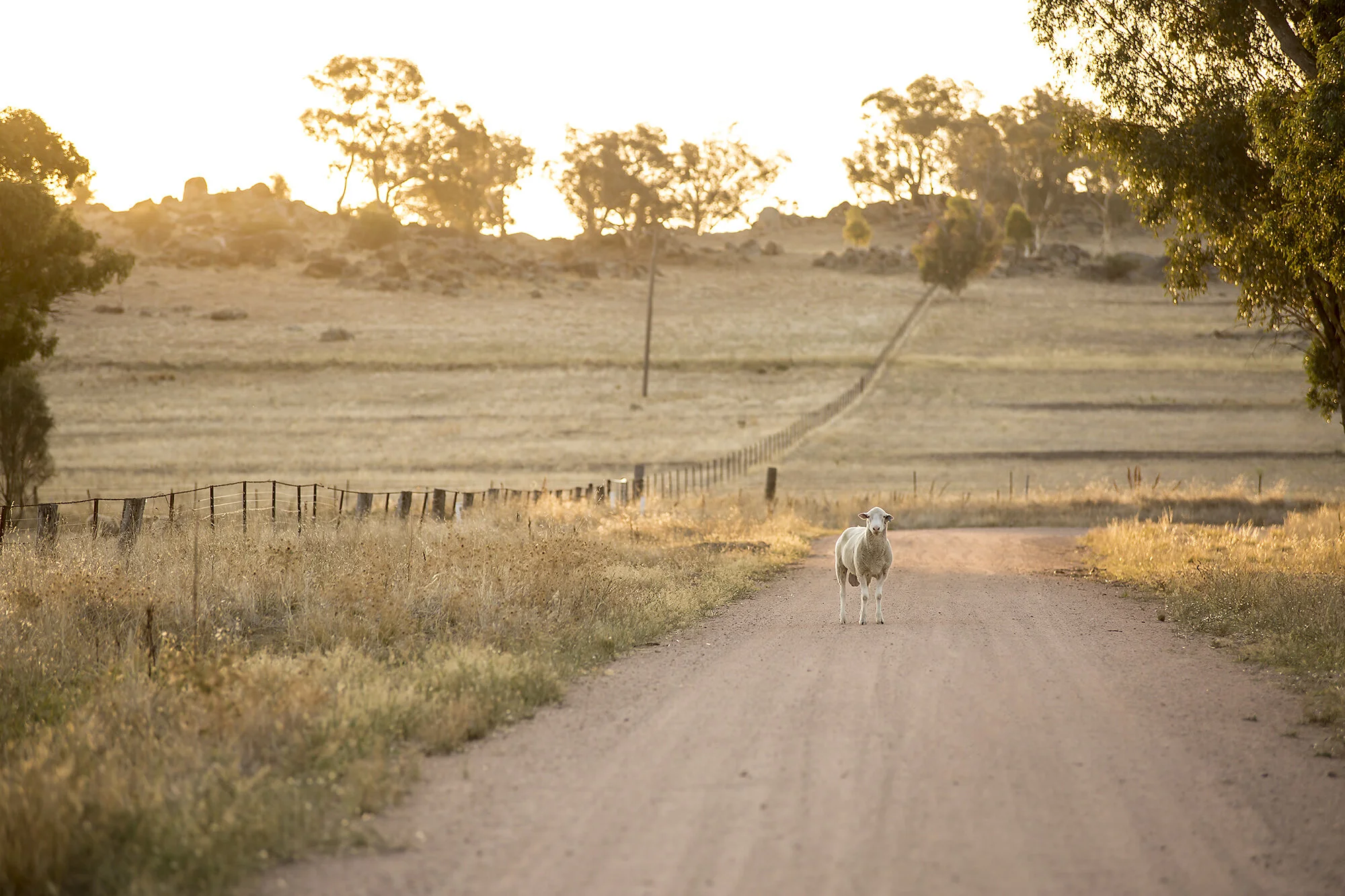 Mackey's Creek Road unframed print — Kim Storey Photographer