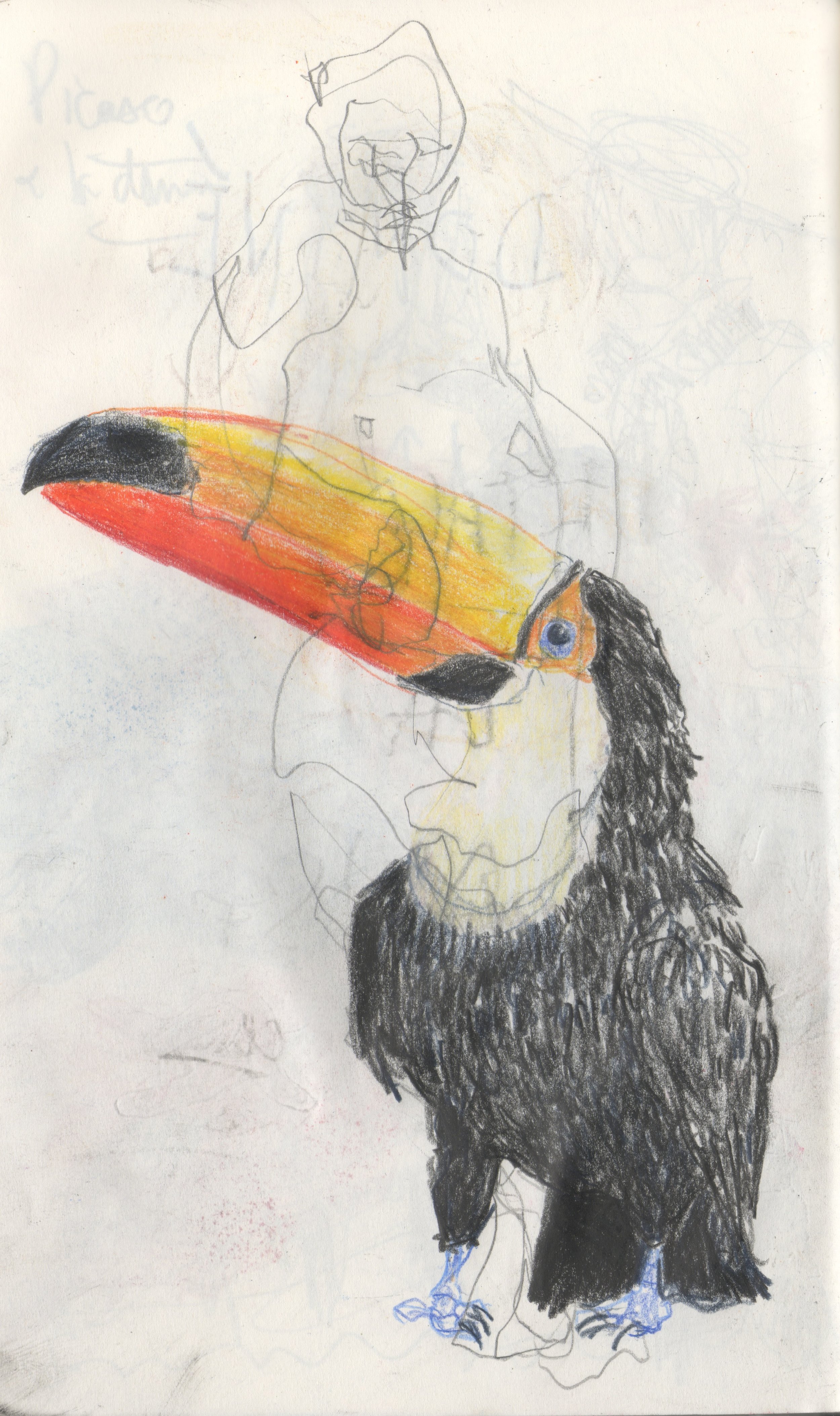 0920 Toucan 2.jpeg