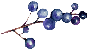 berries.png