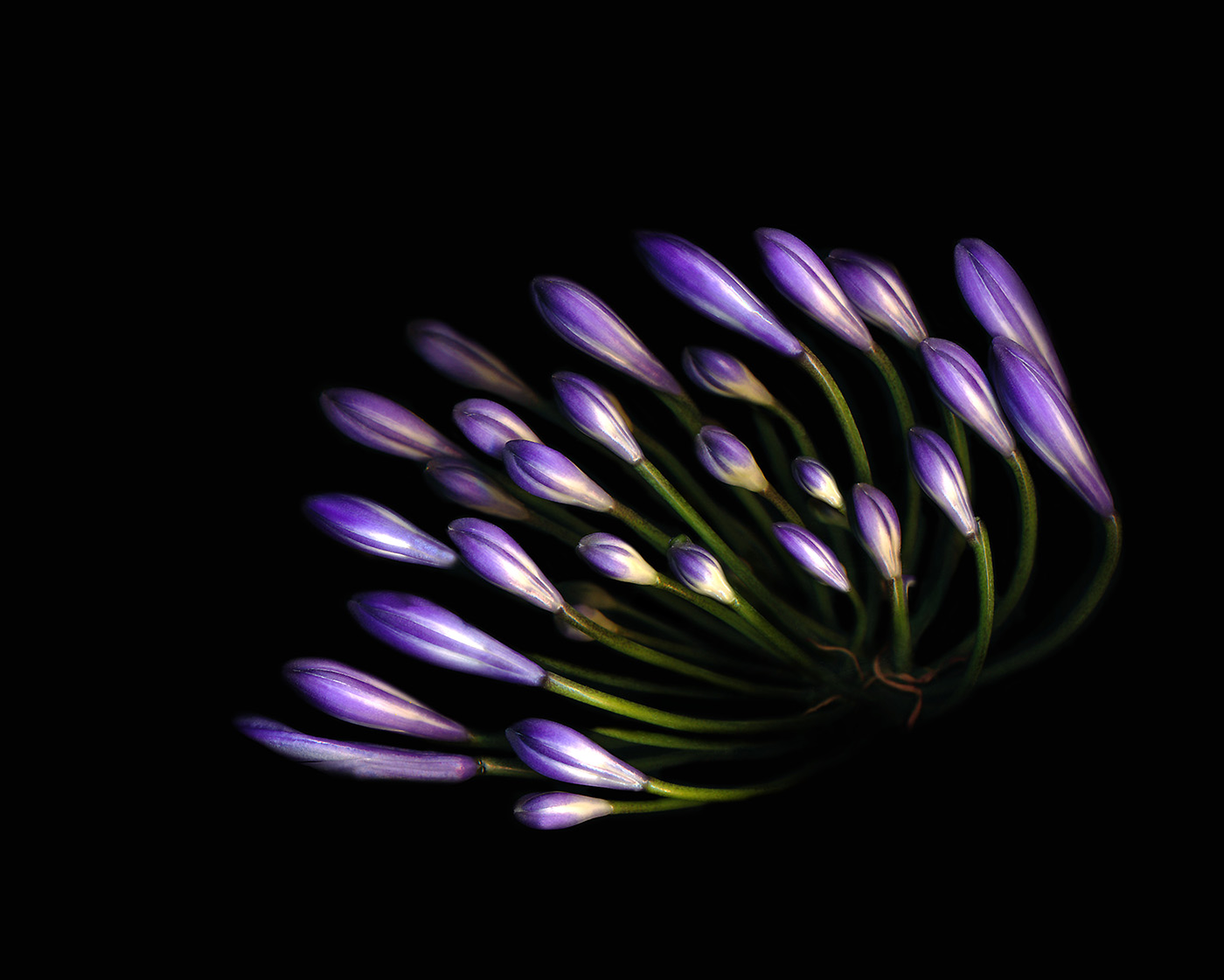 Agapanthus copy.jpg