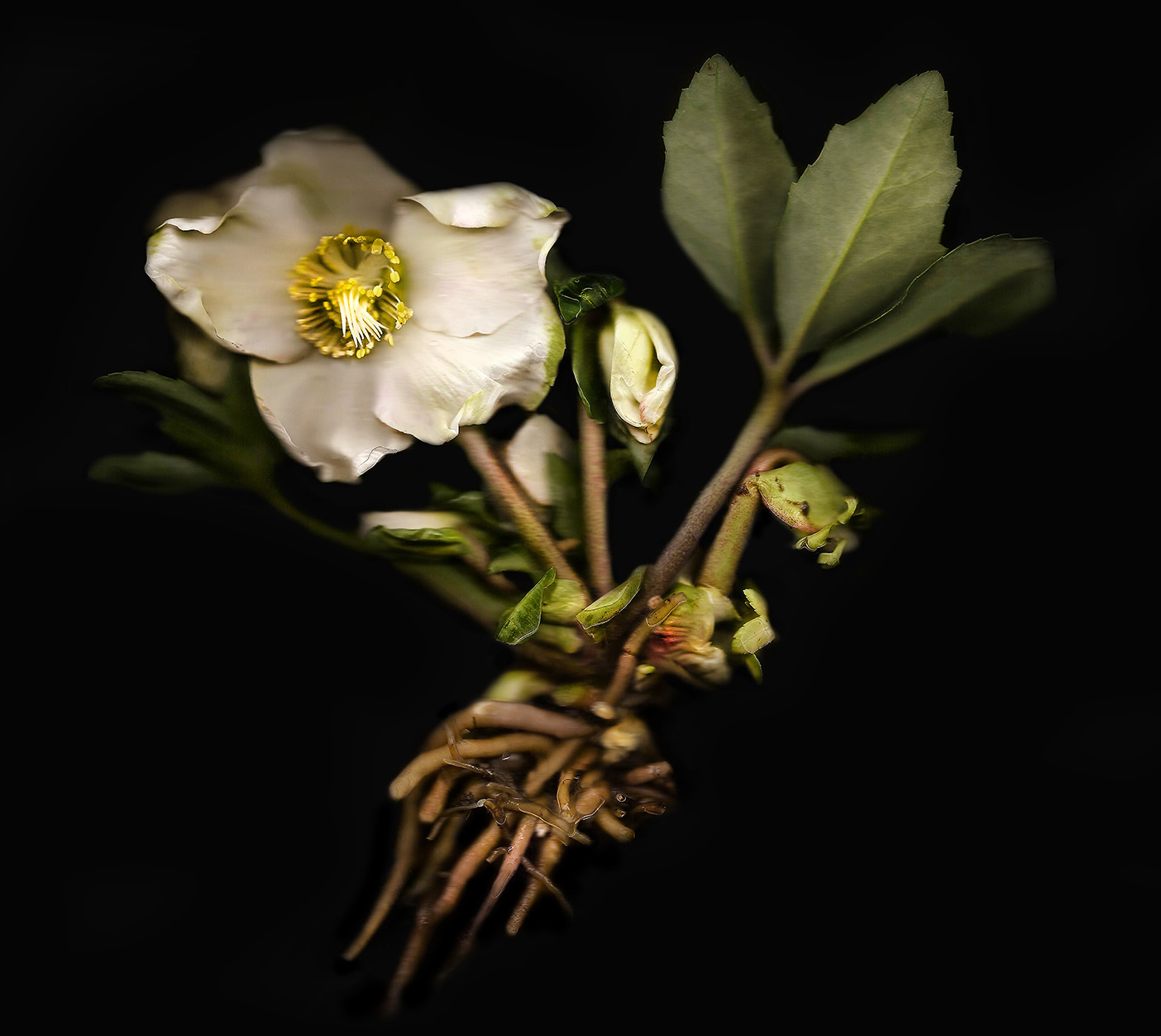 Christmas rose copy.jpg