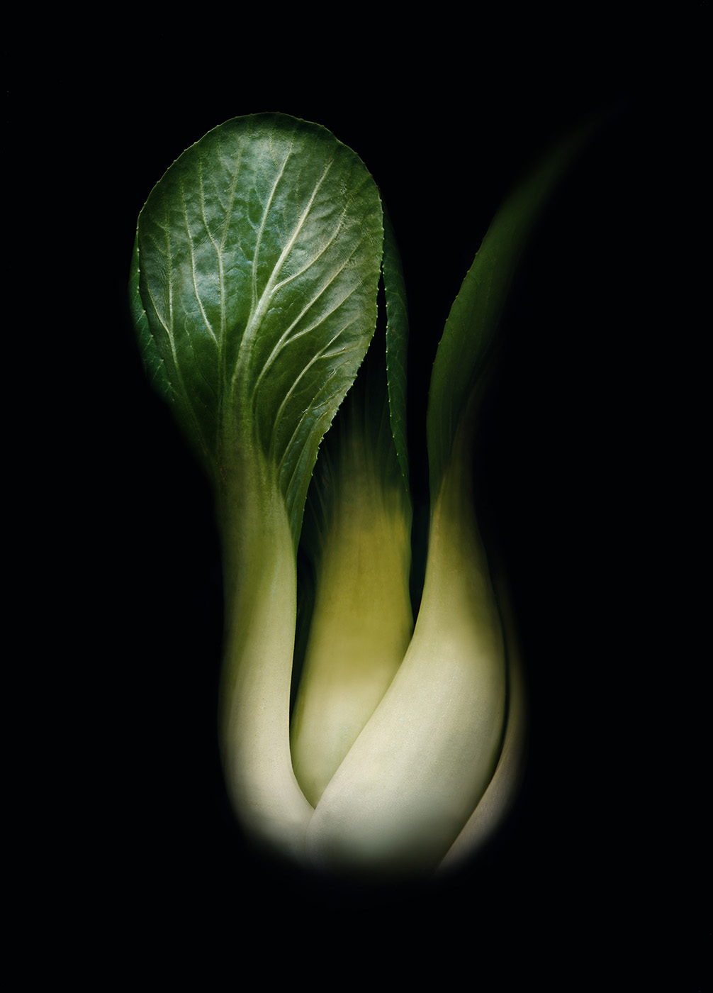 BokChoy.jpg