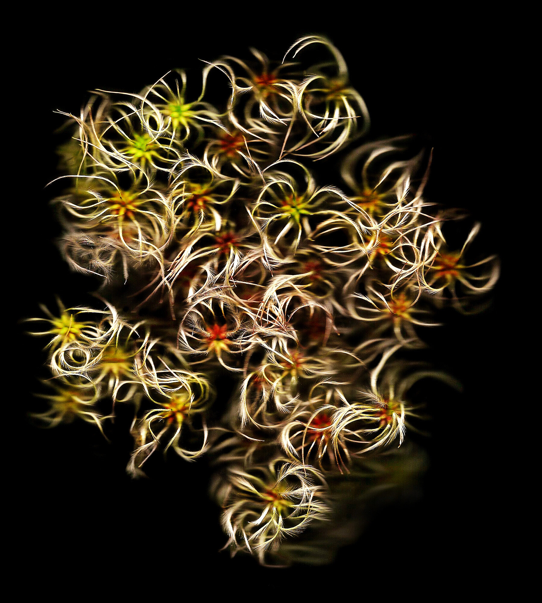 Clematis seeds.jpg