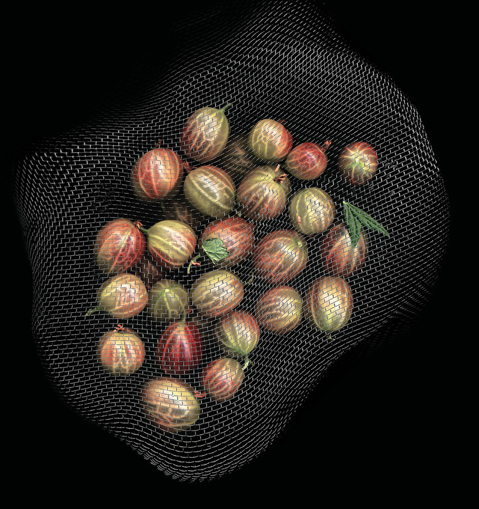 MasonHoerterAnne_Gooseberries in Metal_2.jpg