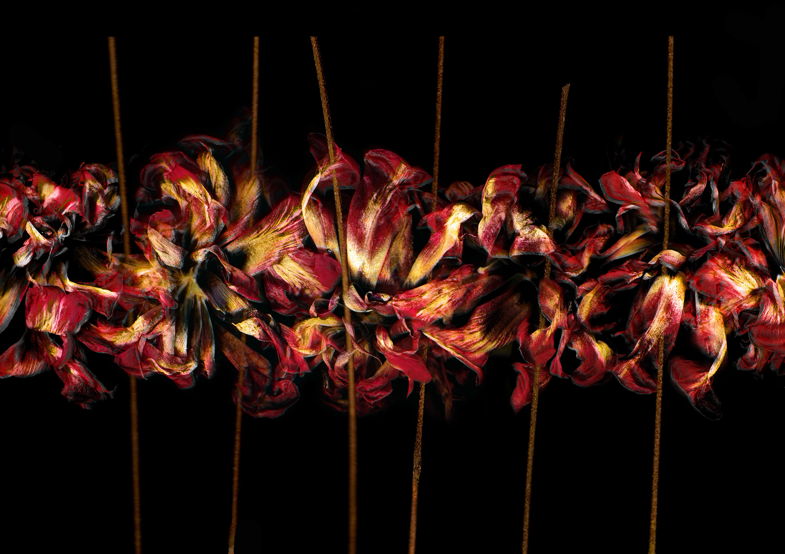 Skewered Tulips pt1