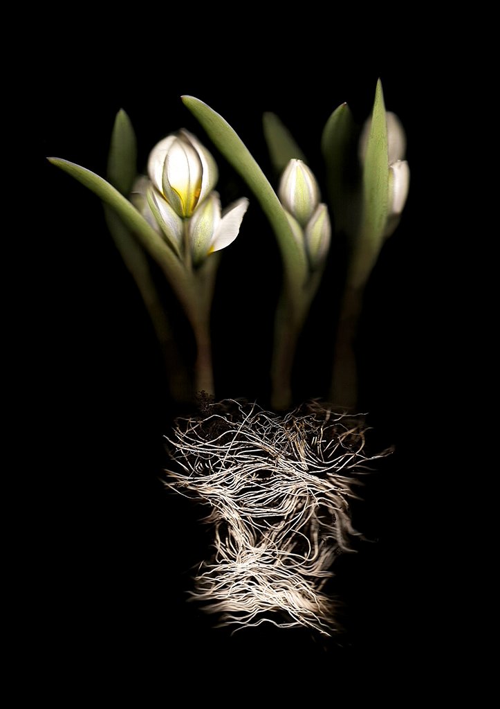Tulip Leica2web.jpg