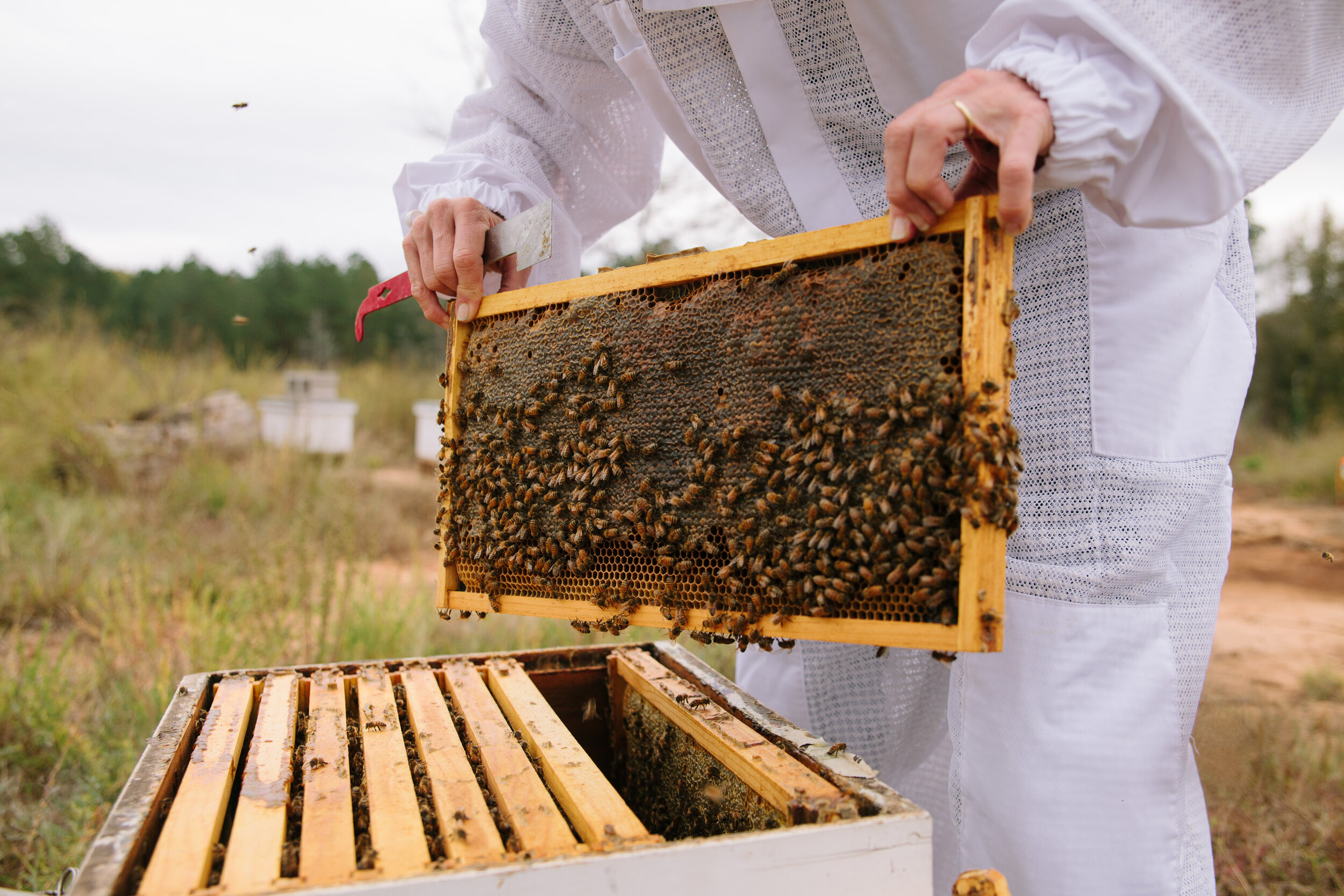 BeeCoApiaries-46.jpg