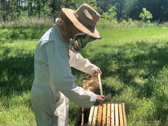 Am I raising bees or are they raising me? Inside my hive, my attention shifts to a deeper appreciation of our and their world.⠀
⠀
⠀
#beecoapiaries #worldbeeday #givebeesachance #beekeeping #beekeepers #honeybees #bee #apiculture #apiary #beekeepersli