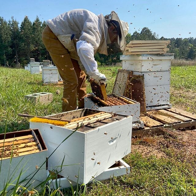 Non stop action this week getting nucleus colonies ready to sell, splitting hives, grafting queens, and thinking ahead to the honey harvest in a few weeks. Grateful we get to work with these amazing creatures every day!🐝 #beecoapiaries
