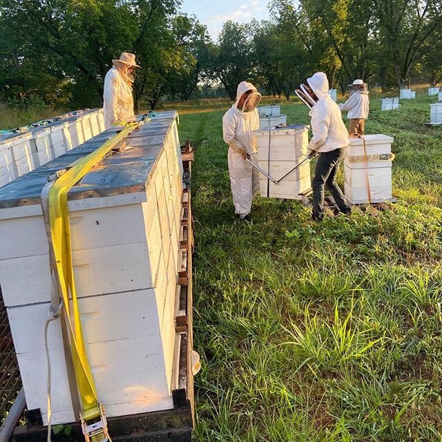 Well, time sure does fly when you&rsquo;re having fun! 🤪 In the last few weeks, we harvested our local honey, treated for varroa mites, and moved a fleet of bees to the Blue Ridge mountains where they&rsquo;ll work hard to produce delicious Sourwood