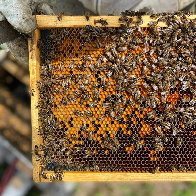 We love seeing frames of pollen like THIS when we look inside a hive! 😍 Pollen is a critical protein source for the honey bee colony. 🐝 There are so many factors at play as to what pollen is available to the bees in one location vs. another. Rainfa