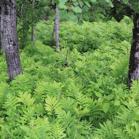 Bangor Land Trust