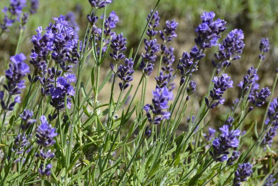 cape-cod-lavender-farm-1.jpg