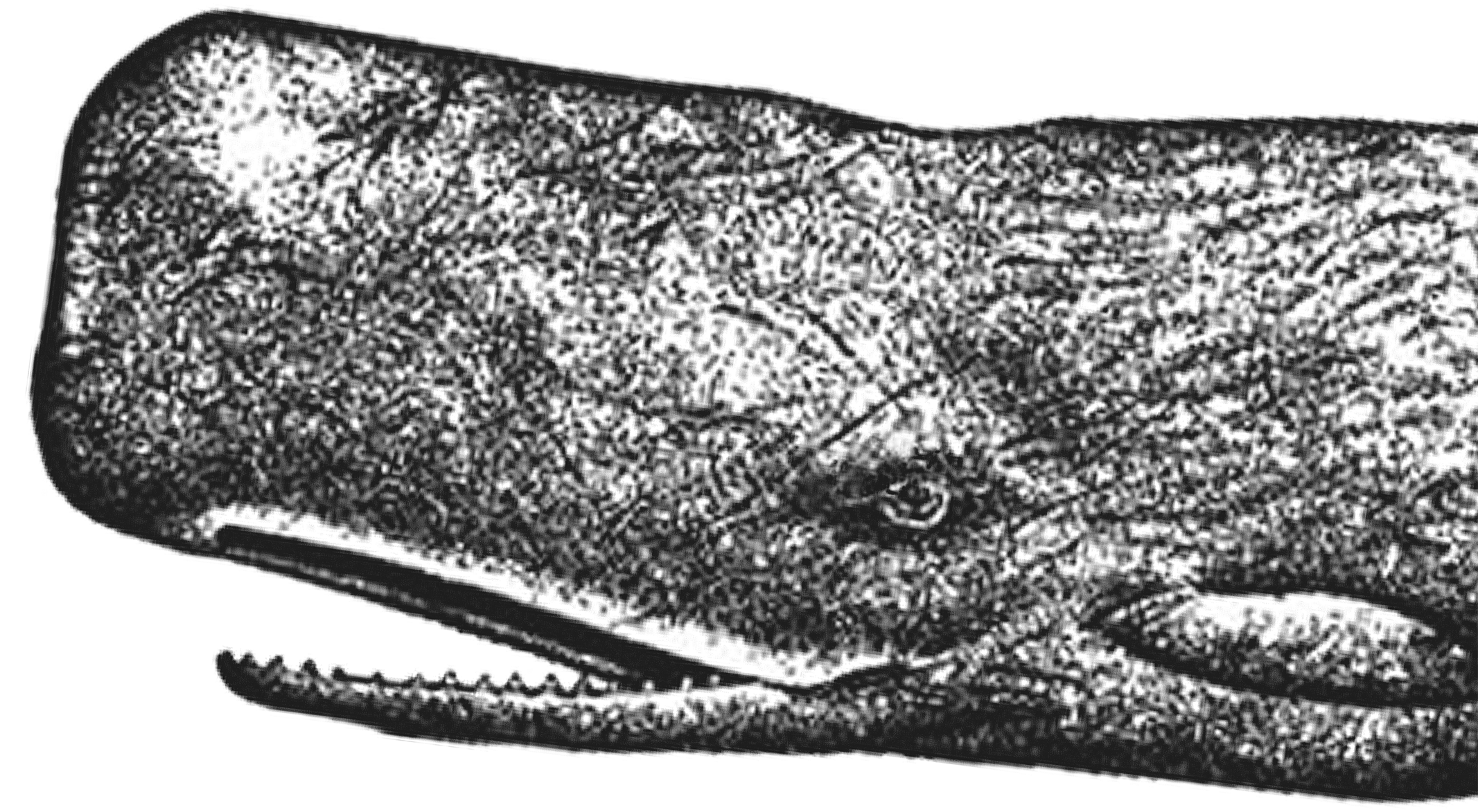 SpermWhalerttolfwstroke.png