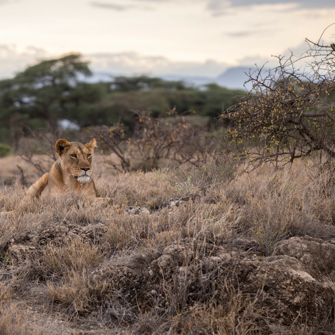 lioness.png