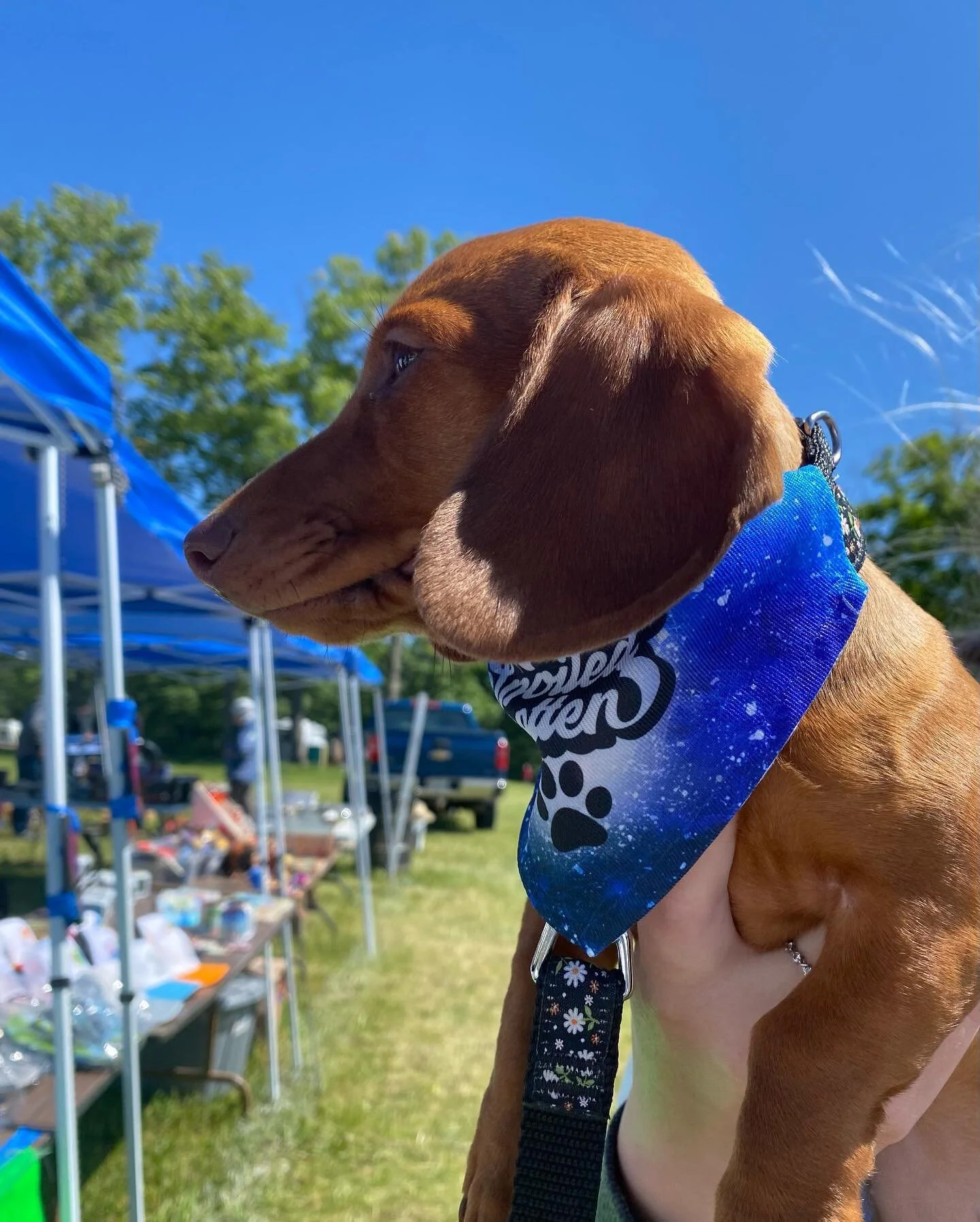 Had such an amazing time at the barrie automotive fleemarket! Met lots of new customers and furry friends wearing our new bandanna collars available soon on our website! Dm for any inquiries or questions about our new items! #bafm #dogsofinstagram #d