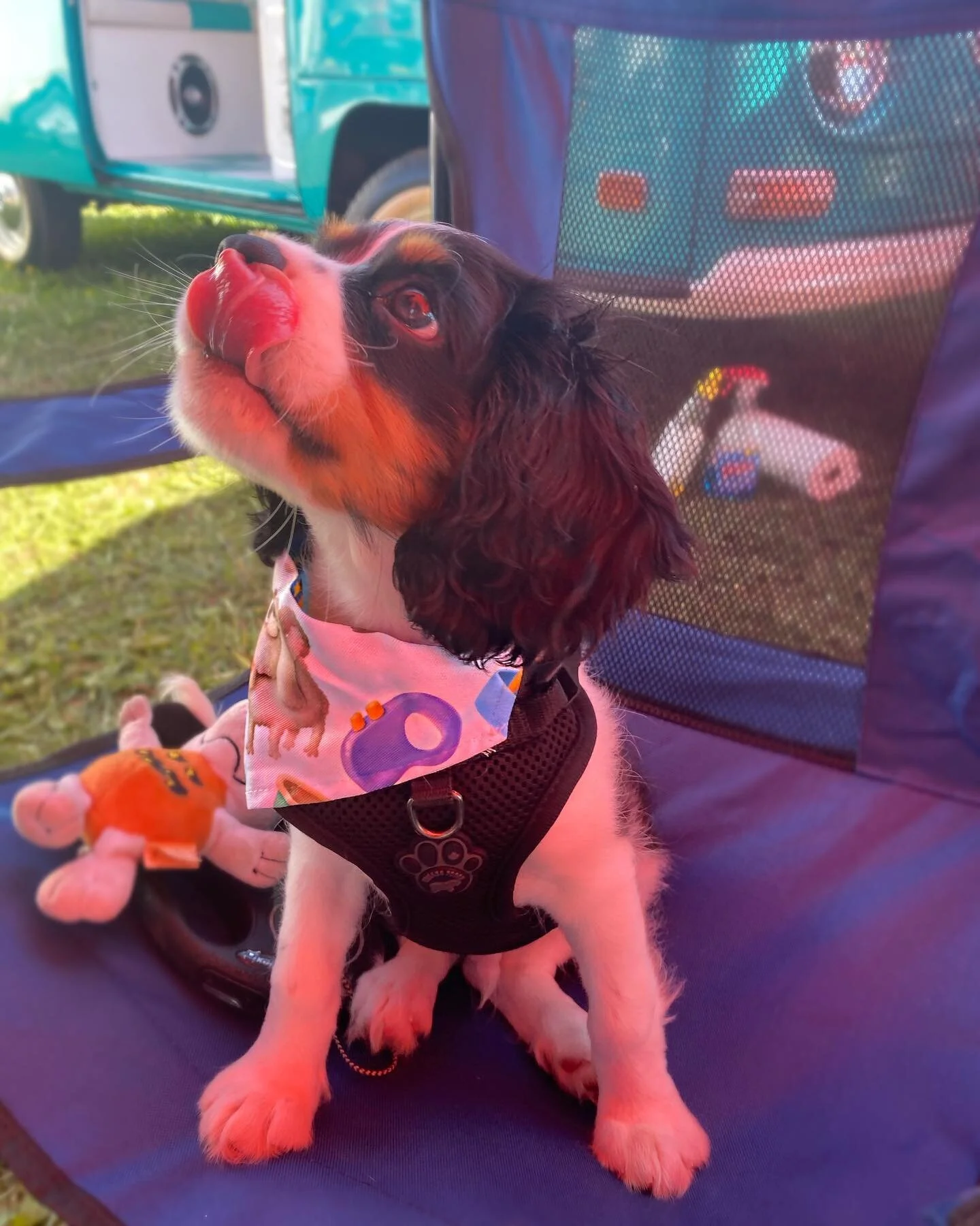 Swipe left for a serotonin boost from some of our fav customers from the fleemarket that came for a visit!🥰 #puppercustomers #bafm #sublimation #collar