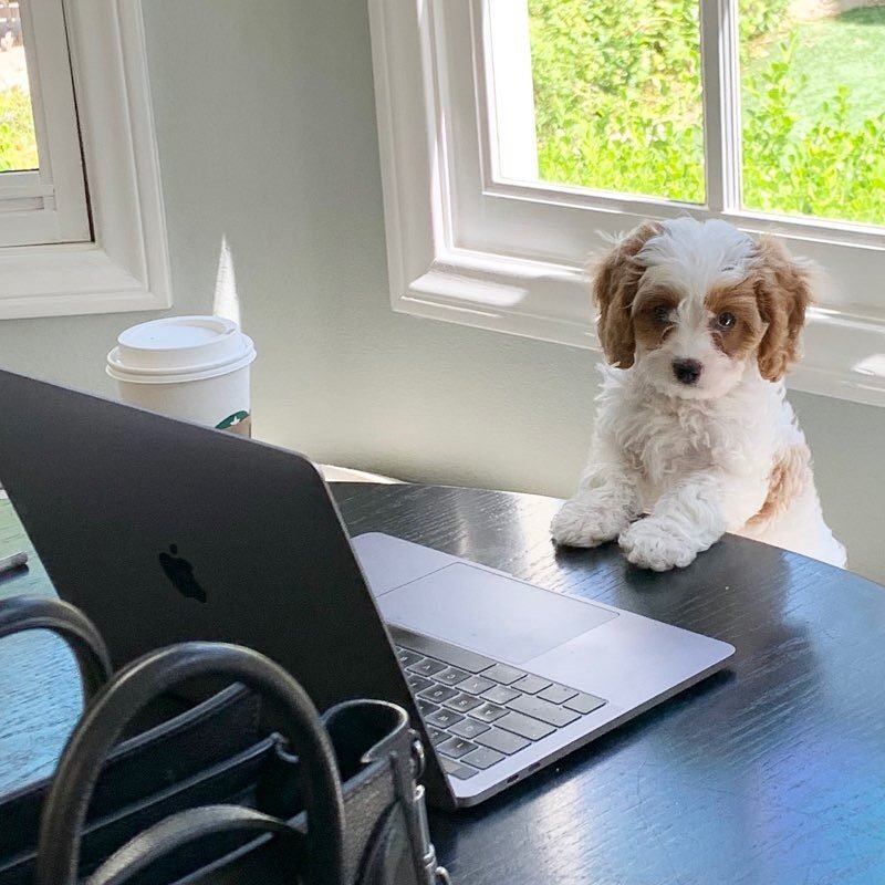 Introducing Bentley, our new hire at GBSM. 🐶&hearts;️