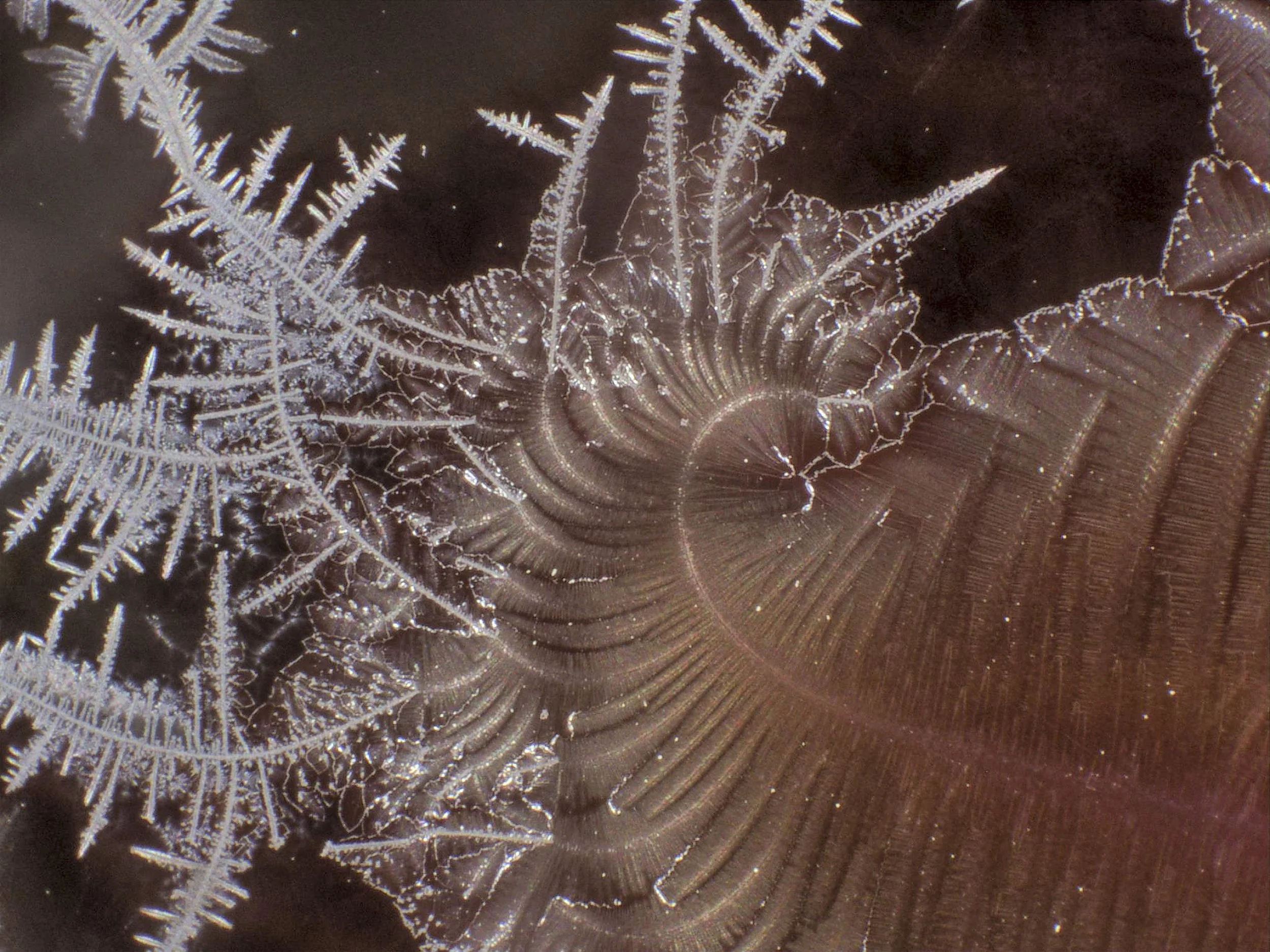 Stephanie Williams: Common Matter