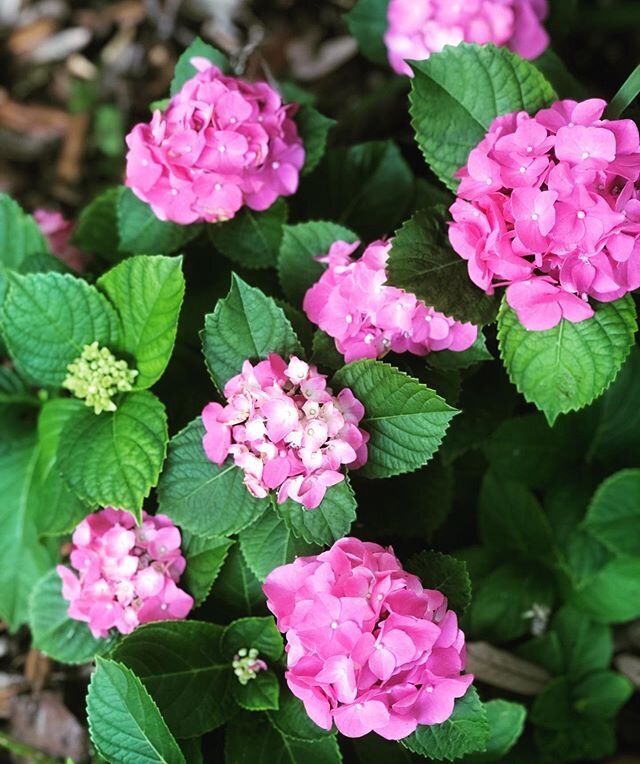 i know i shouldn&rsquo;t have any favorites but...💕🌱