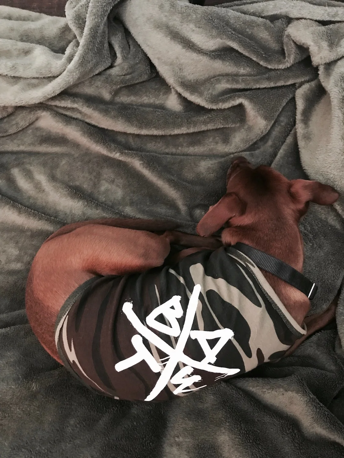 bwat-customer-doggy-tank.jpg