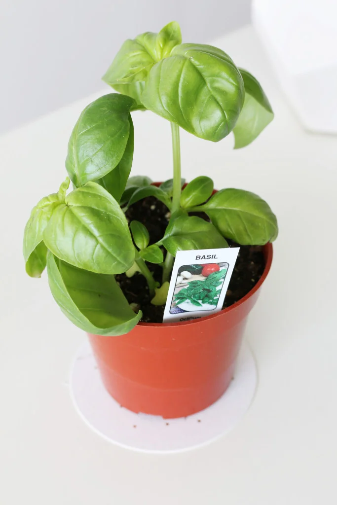 basil2