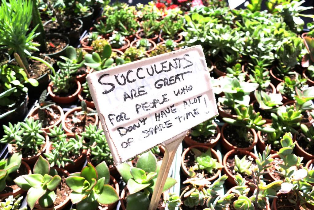 succulent