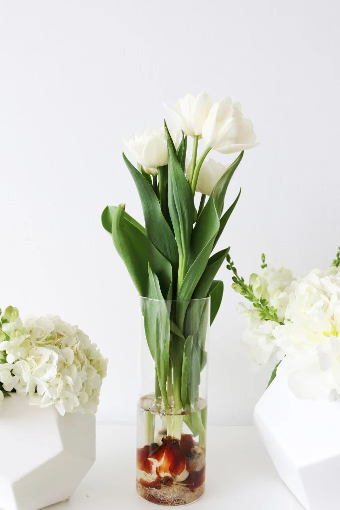 tulips