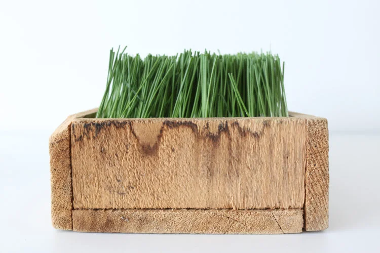 grass-e1464014075234.jpg