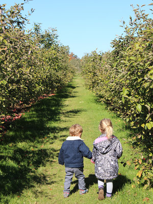 The Apples of my Eye