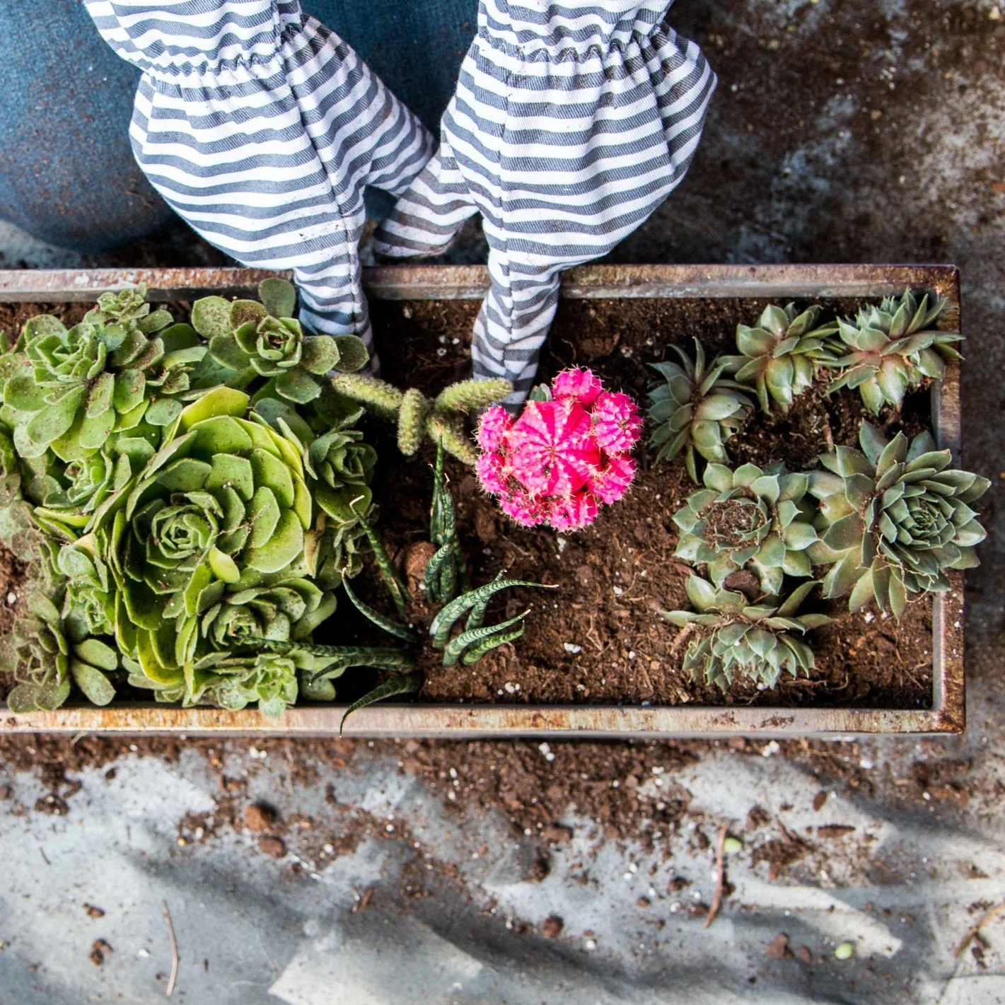 Deck Gardening 2019 