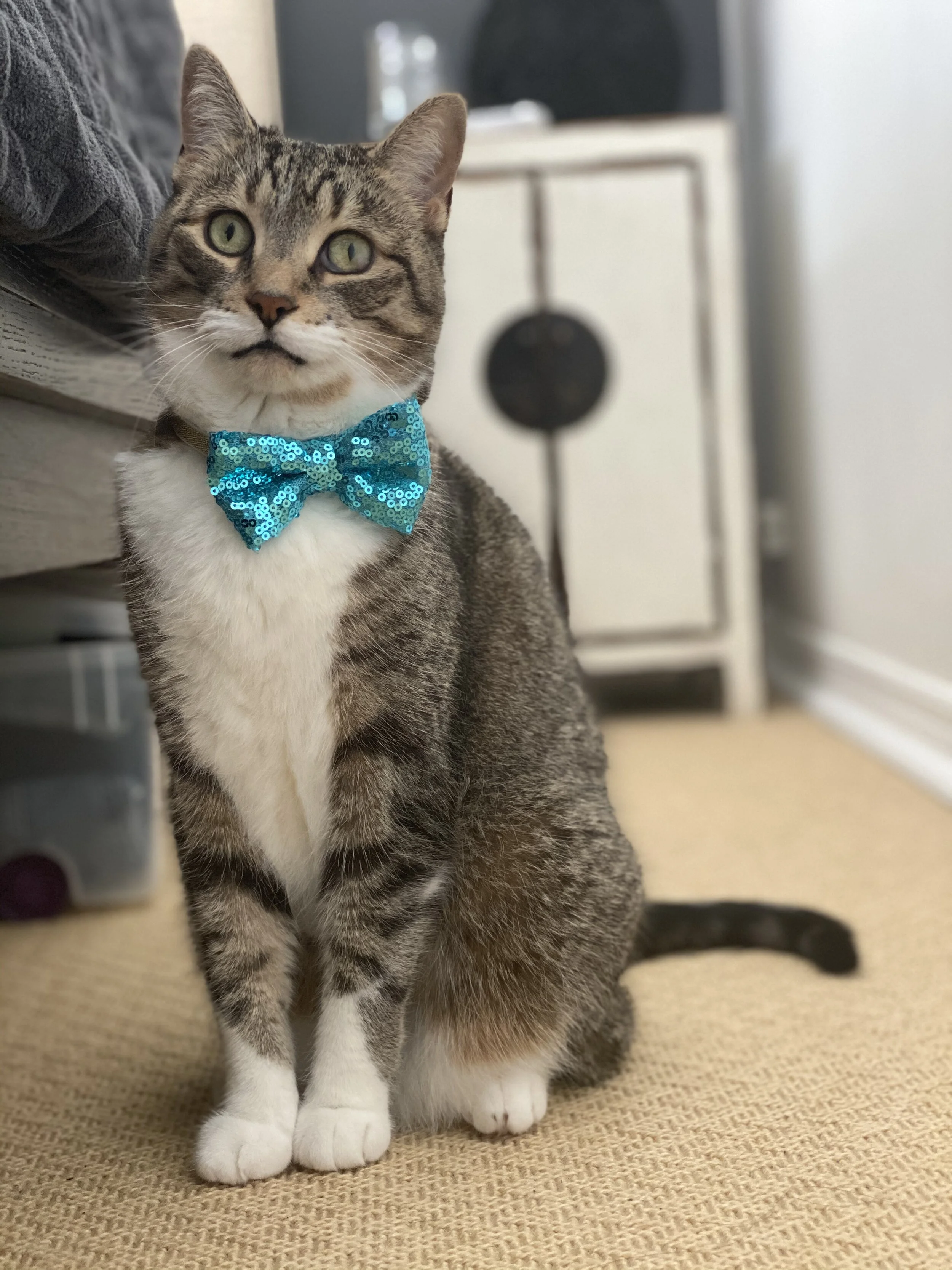 Throw your animal a Pet Pawty