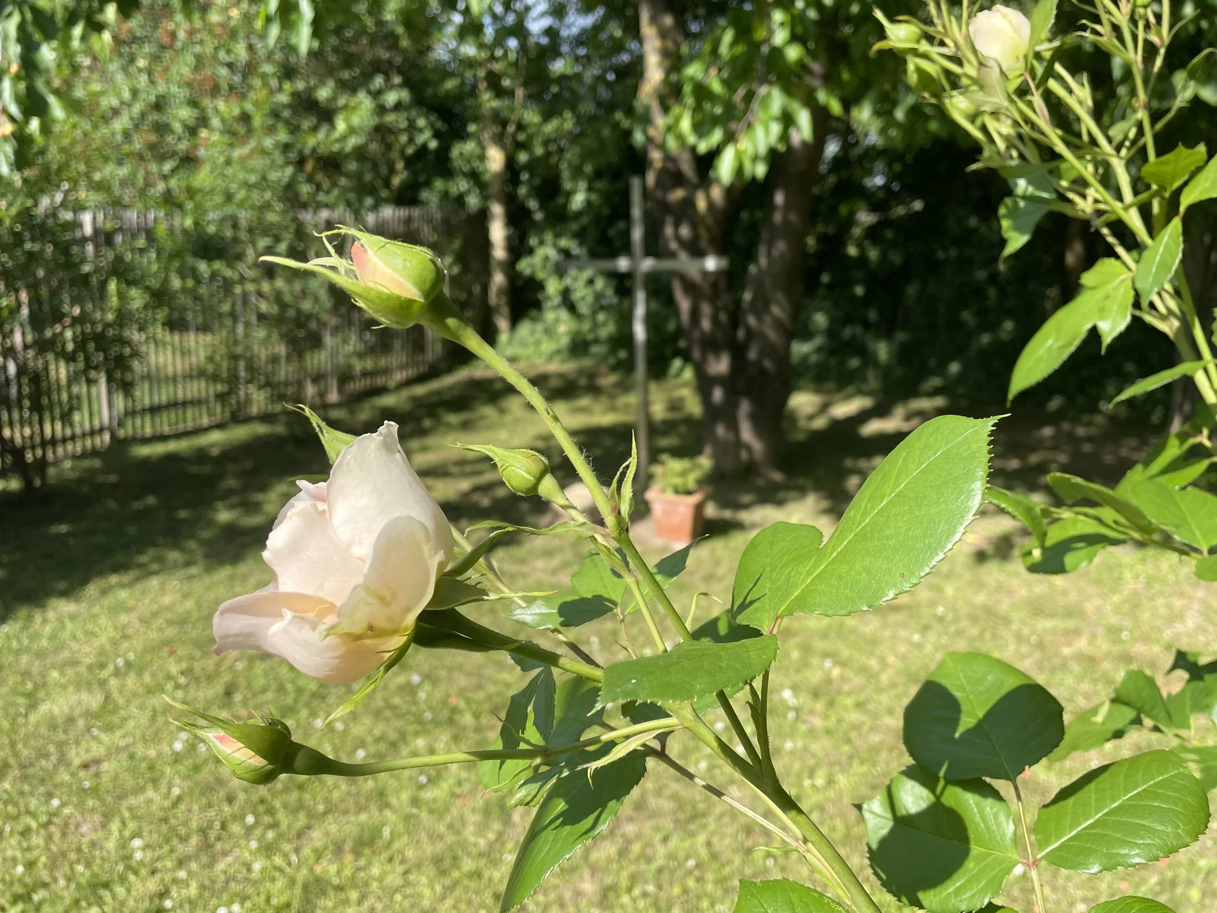 kreuz mit rosen.JPG